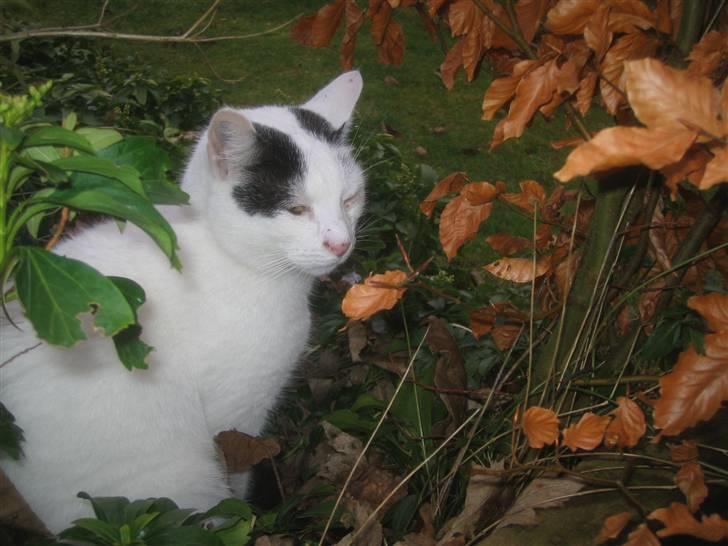 Blanding af racer Pelle *R.I.P* - Kommenter venligst ikke hans øje. Han havde været oppe og slås og jeg har lagt mærke til øjet. Synes bare at i skulle se det flotte billede billede 1
