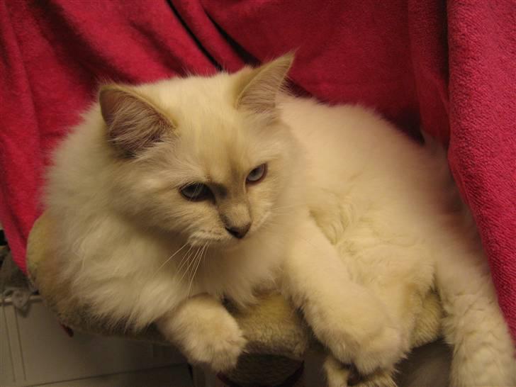 Ragdoll Perle - En lille fotomodel er jeg da også. billede 1