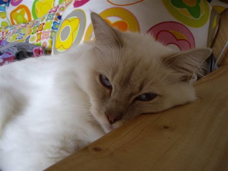 Ragdoll Perle - Årh, er jeg ikke bare sød? billede 2