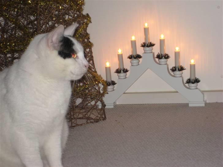 Blanding af racer Pelle *R.I.P* - Pelle manden og lystrappen<´3 billede 2