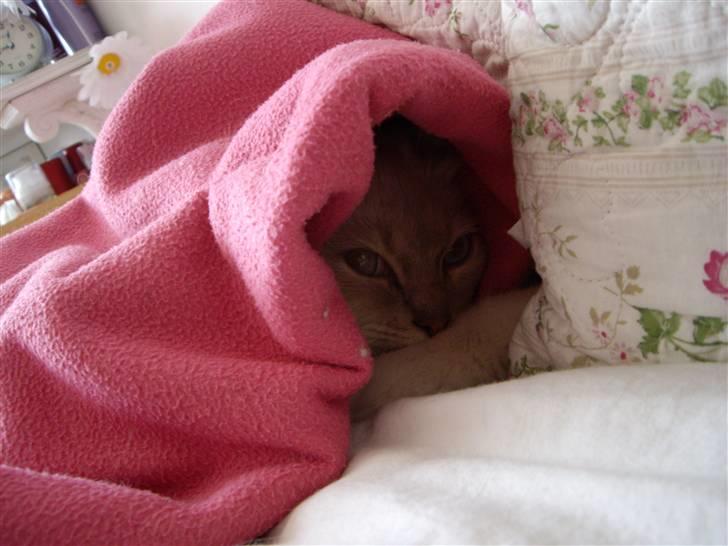 Ragdoll Perle - Jeg elsker at gemme mig under tæpper og i skuffer. billede 3