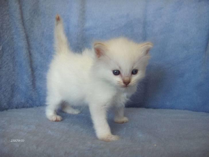 Ragdoll Perle - Sådan så jeg ud, da jeg var lille bitte. billede 4