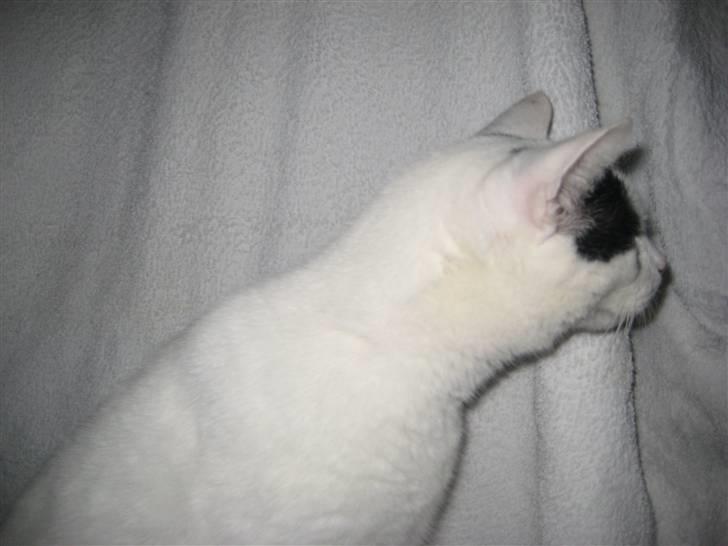 Blanding af racer Pelle *R.I.P* - Han strækker halsen<´3 billede 3