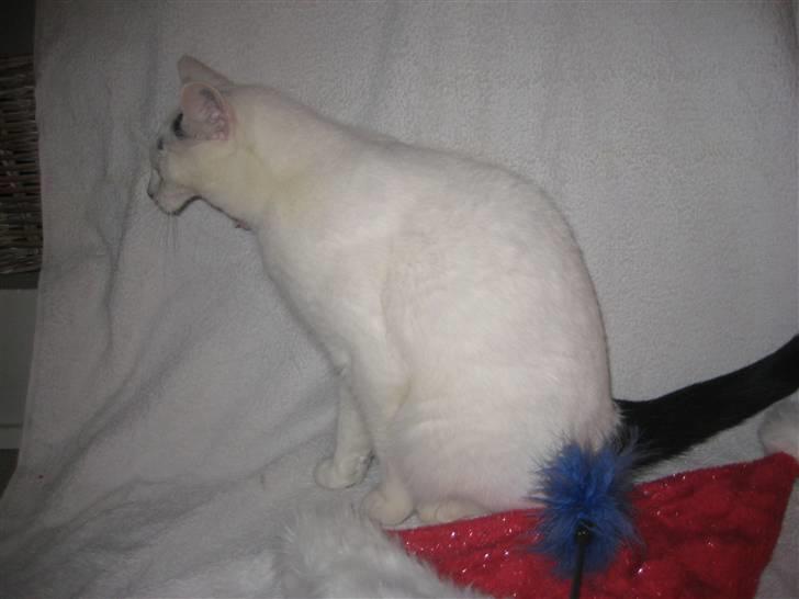 Blanding af racer Pelle *R.I.P* - Tjek lige hans skønne mund<´3 BEDSTE SKUD billede 4