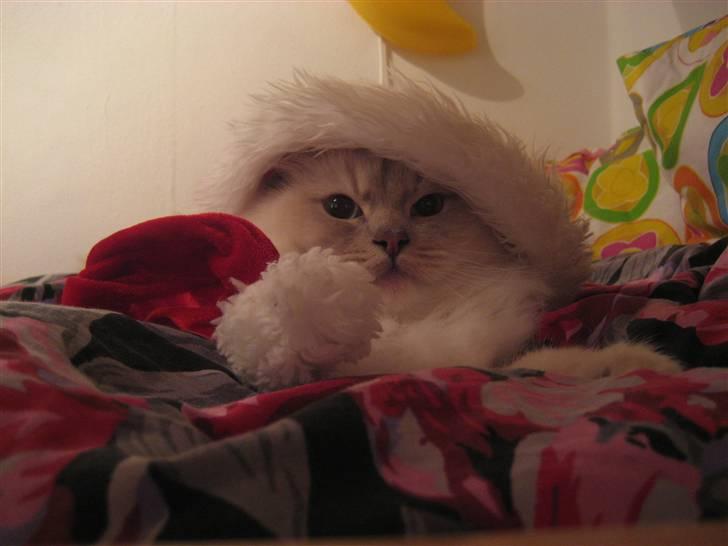 Ragdoll Perle - Glædelig jul til alle fra Perle. billede 5