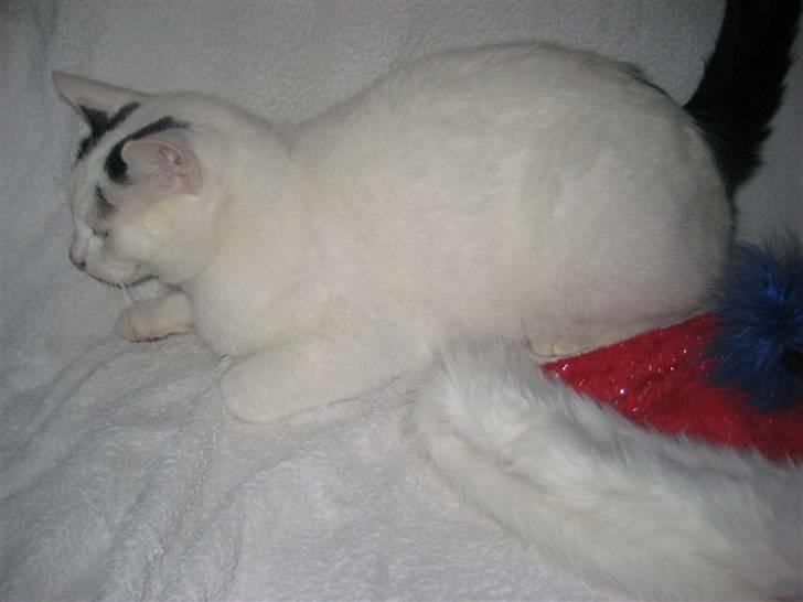 Blanding af racer Pelle *R.I.P* - Afslapning<´3 billede 5