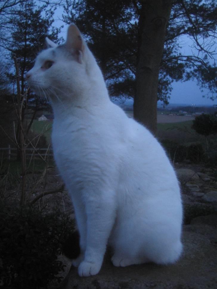 Blanding af racer Pelle *R.I.P* - Nurh min skath<´3 du er så smuk<´3 billede 6