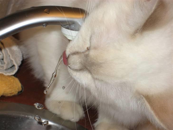 Ragdoll Perle - Mm, jeg elsker at drikke vand af vandhanen. billede 6