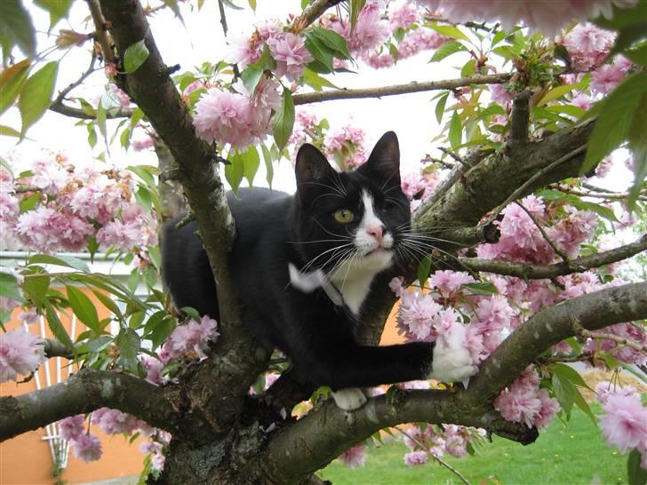 Huskat Skygge - Her er jeg i mit yndlingstræ med mit ene øjne. billede 1