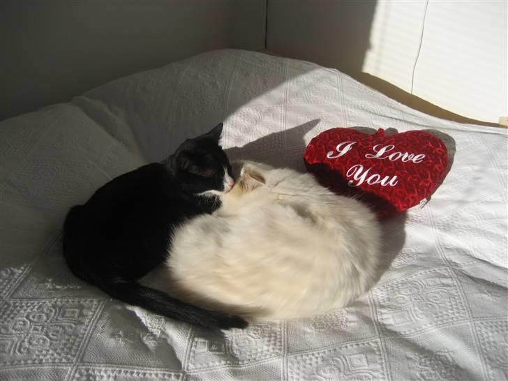 Huskat Skygge - Årh, jeg elsker bare min store lillesøster. billede 2