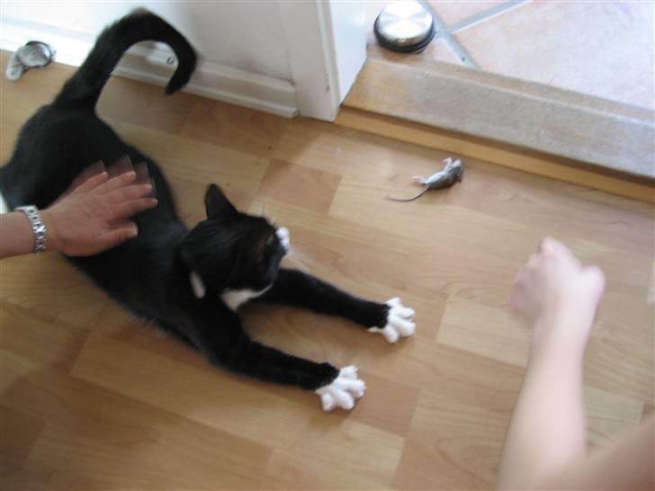 Huskat Skygge - Se, hvor stolt jeg er, når jeg har fanget en mus. billede 3