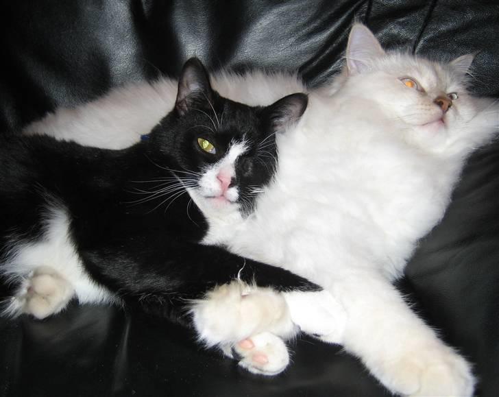 Huskat Skygge - Jeg elsker stadig min lillesøster. billede 4