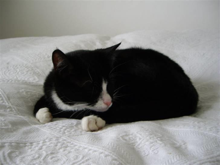 Huskat Skygge - Se, hvor fin jeg er. billede 5