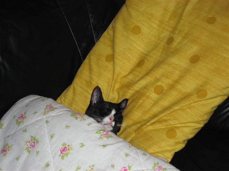 Huskat Skygge - Årh, jeg får mig lige en morfar på sofaen. billede 6