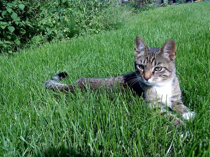 Huskat Simba - Ligger lige og soler mig lidt ( 18 uger ) billede 1