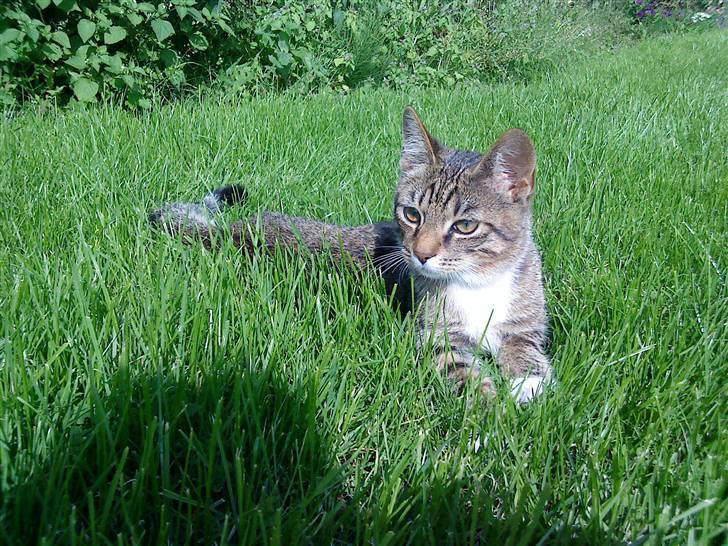 Huskat Simba - Forsat ude i solen, Jeg hygger mig billede 2