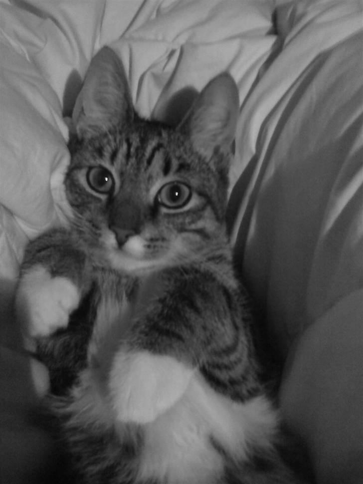 Huskat Simba - se hvor sød jeg kan være  billede 3