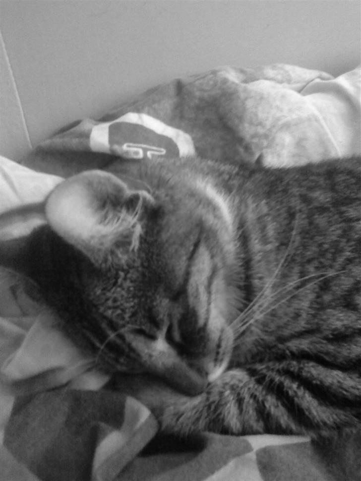 Huskat Simba - Ligger lige og putter så sødt billede 4