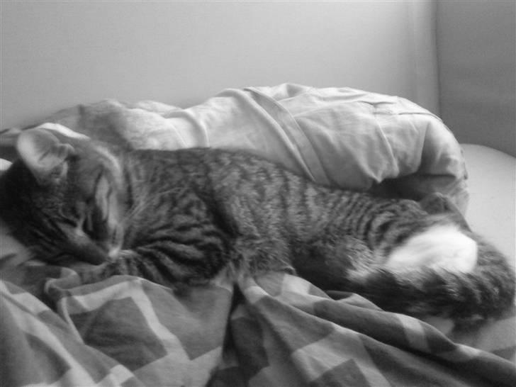 Huskat Simba - Ja jeg ved det, jeg er Mors lille puttemis billede 5