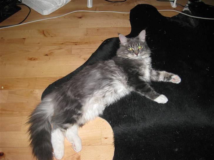 Blanding af racer Máni  - så stor er min lille dreng blevet!! 4kg! =) billede 1