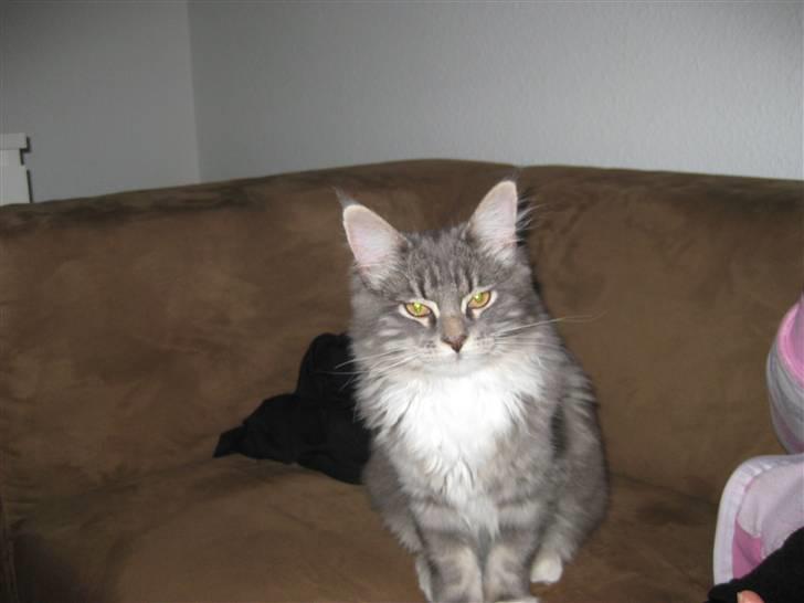 Blanding af racer Máni  billede 2