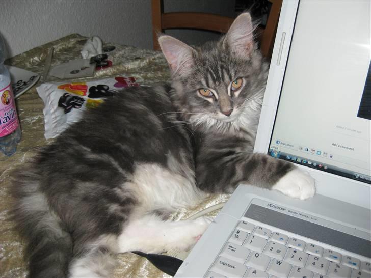 Blanding af racer Máni  - Mors laptop er for nice! x) billede 3