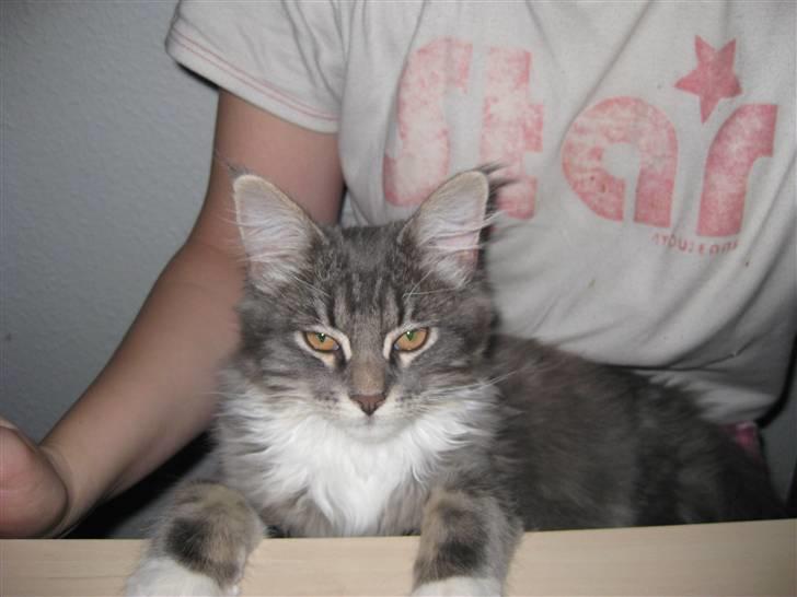 Blanding af racer Máni  billede 4