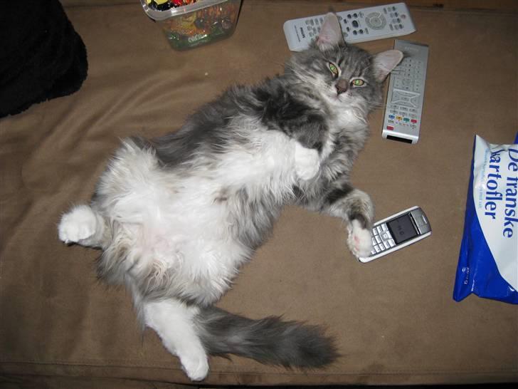 Blanding af racer Máni  billede 5