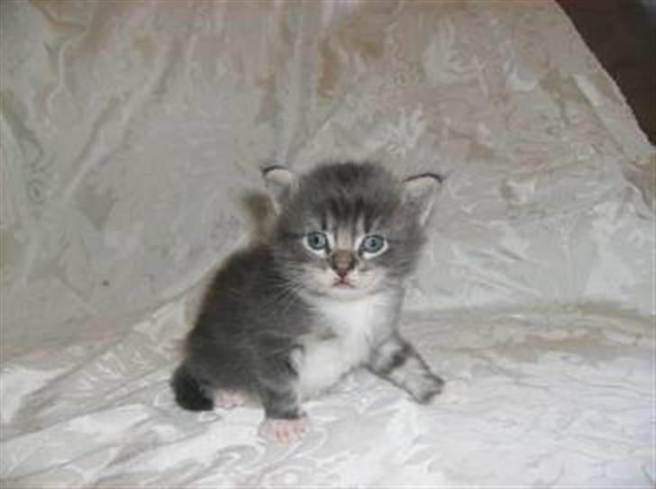 Blanding af racer Máni  billede 6