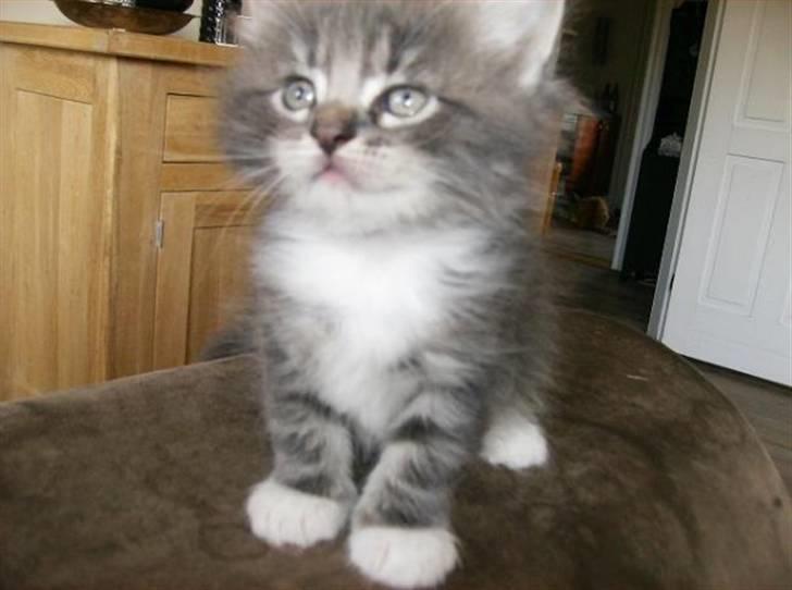 Blanding af racer Máni  billede 7