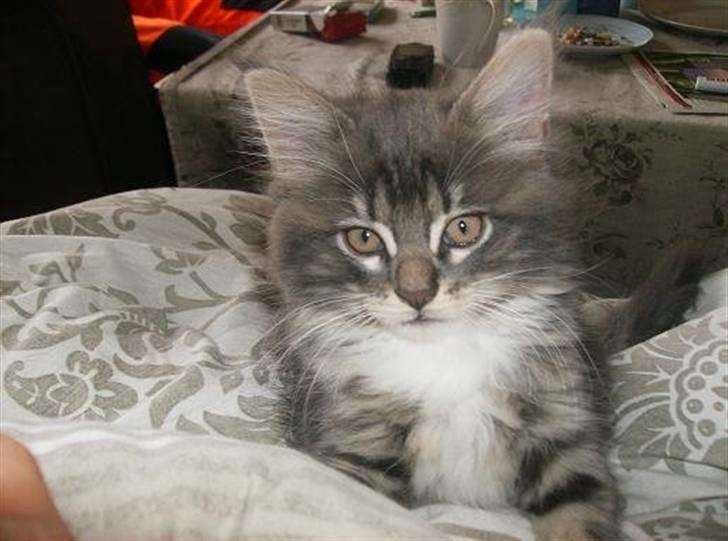 Blanding af racer Máni  billede 8