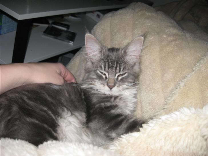 Blanding af racer Máni  billede 9