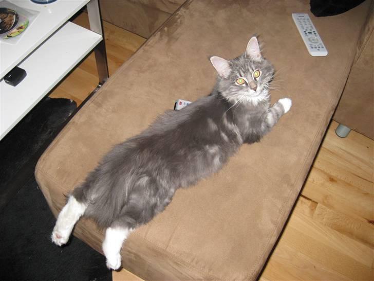 Blanding af racer Máni  billede 10