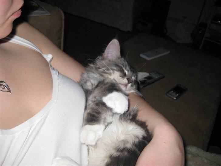 Blanding af racer Máni  - Altid godt at putte hos mor ;* billede 11