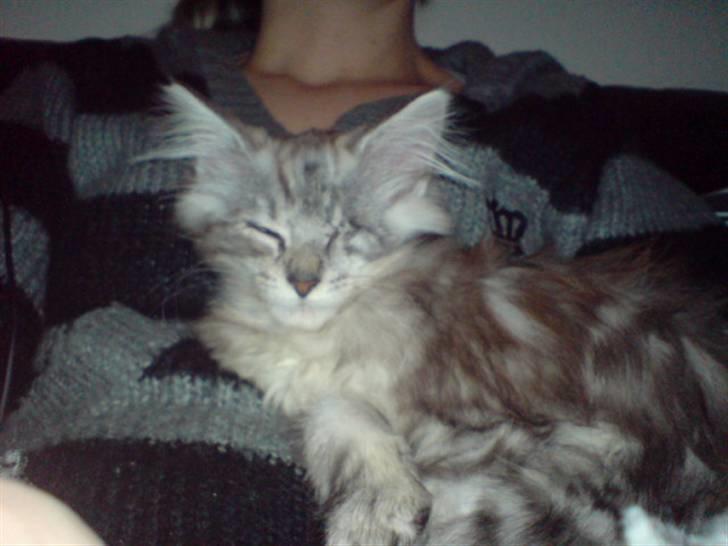 Maine Coon Bølle Bob - Nyt:  billede 17