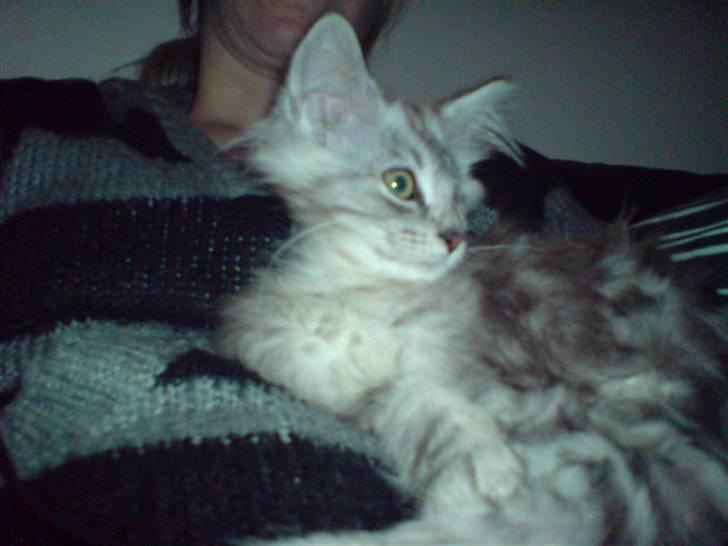 Maine Coon Bølle Bob - Nyt:  billede 18