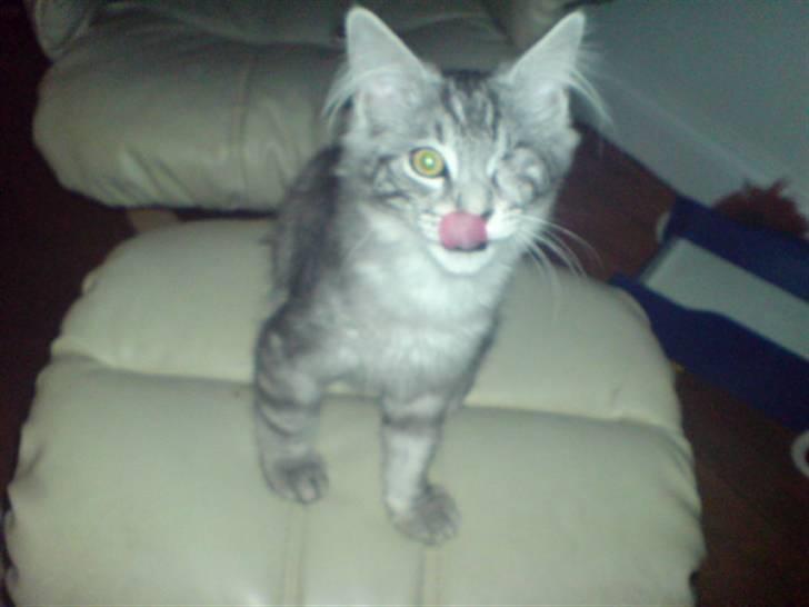 Maine Coon Bølle Bob - Nyt:  billede 19