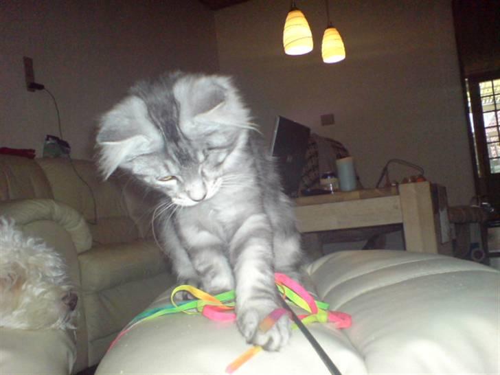 Maine Coon Bølle Bob - Nyt:  billede 20