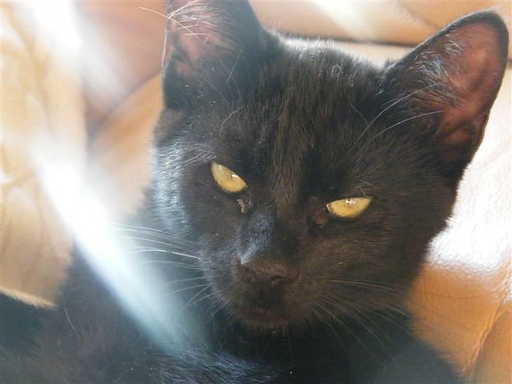 Huskat Mushu RiP ! billede 1