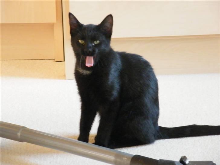 Huskat Mushu RiP ! billede 2