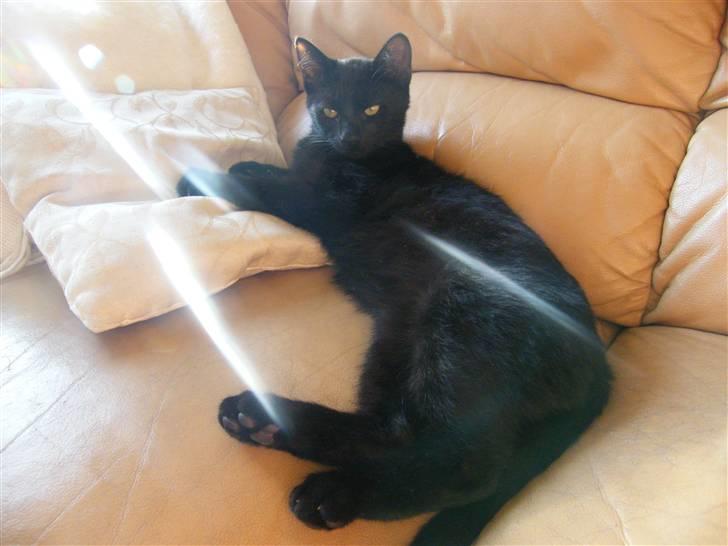 Huskat Mushu RiP ! billede 3