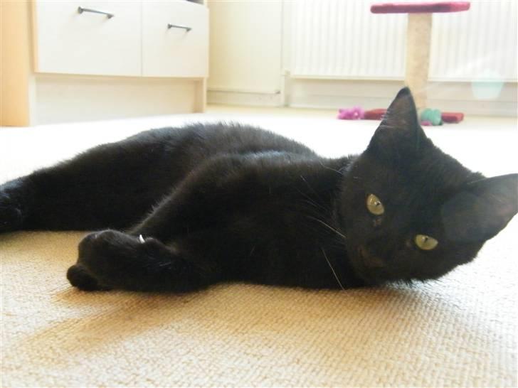 Huskat Mushu RiP ! billede 4