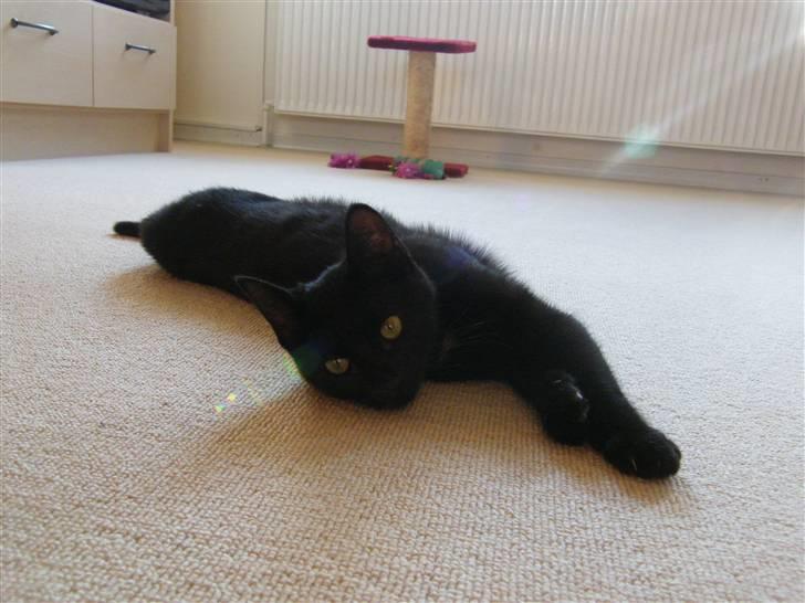 Huskat Mushu RiP ! billede 5