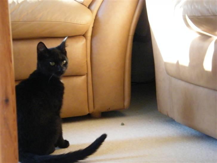 Huskat Mushu RiP ! billede 6