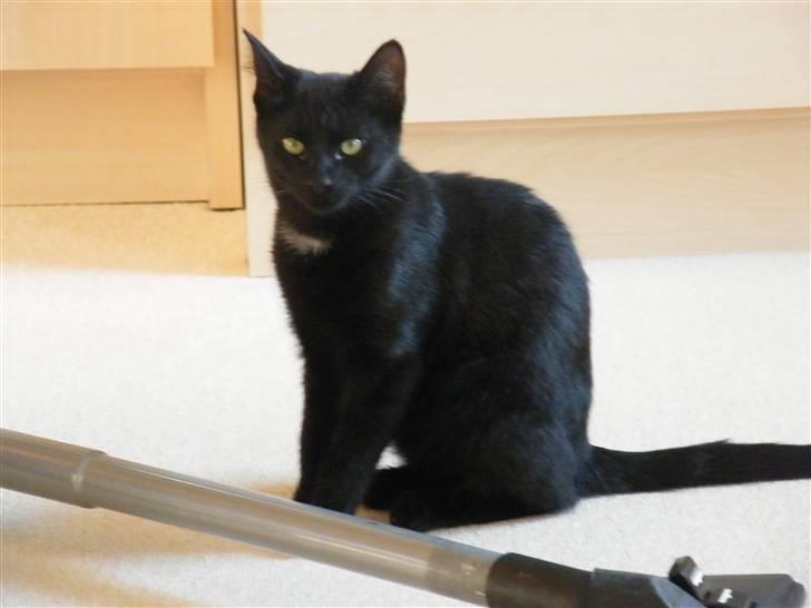 Huskat Mushu RiP ! billede 7