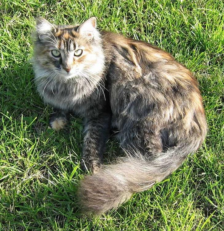 Blanding af racer Pjuske - Skønt at være ude i haven (28-05-09) billede 1