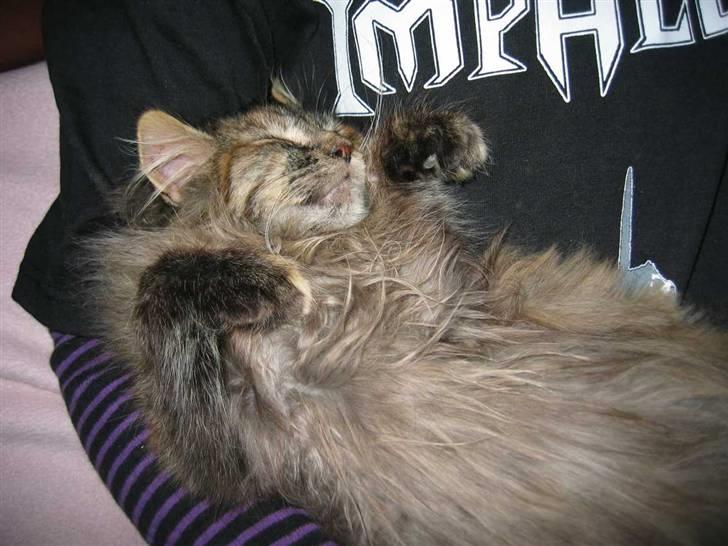 Blanding af racer Pjuske - Oh, hvor jeg nyder det :-) (17-01-09) billede 2