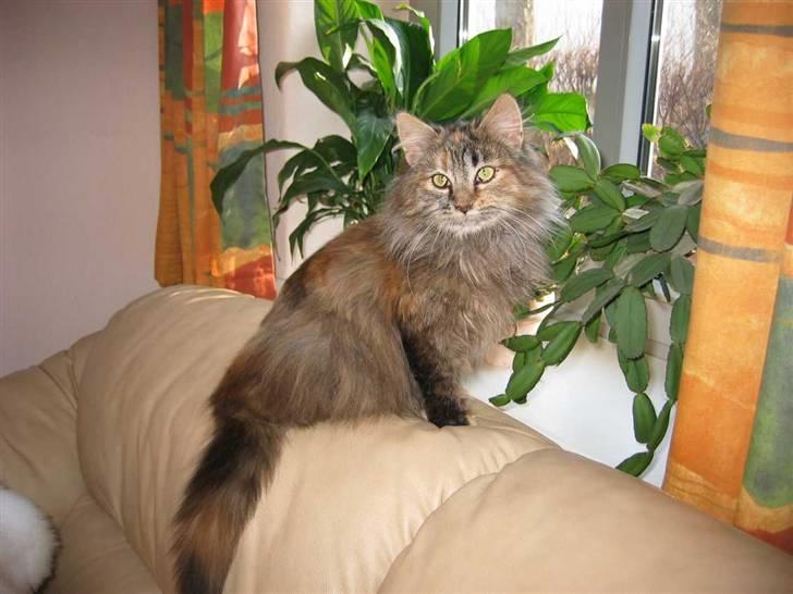 Blanding af racer Pjuske - Jeg ser da helt fin ud, ik? (21-01-09) billede 3