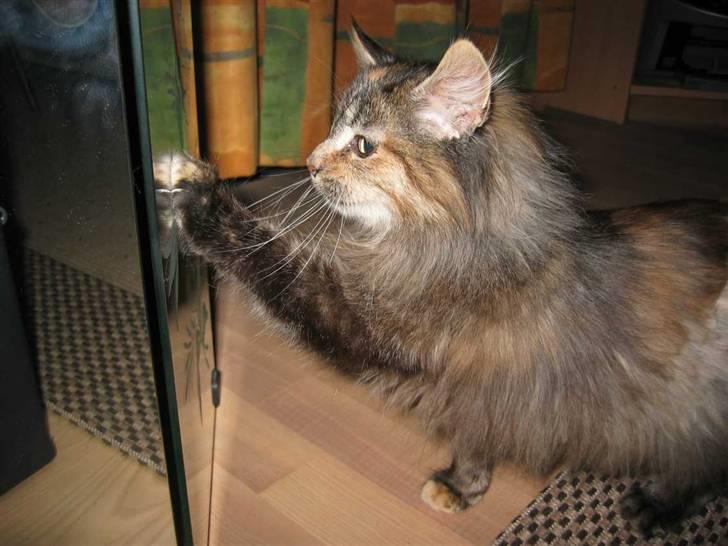 Blanding af racer Pjuske - Hallo, hvem er du? (12-01-09) billede 4