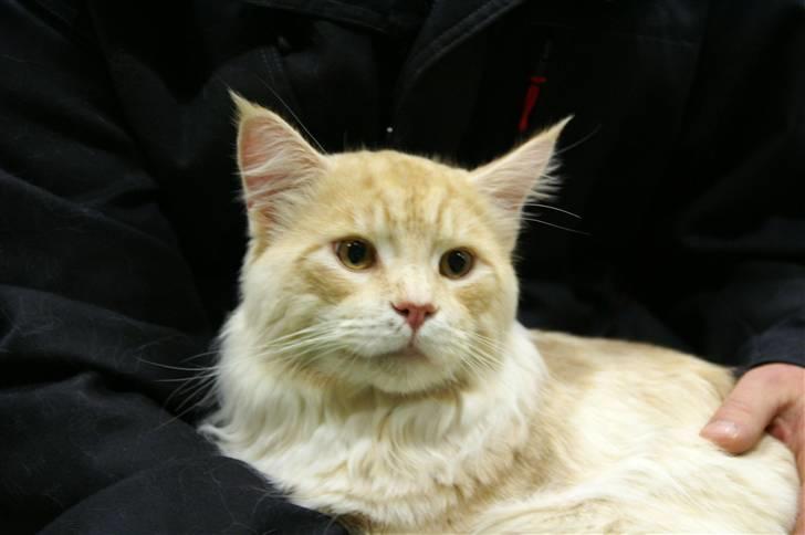 Maine Coon Aura billede 2
